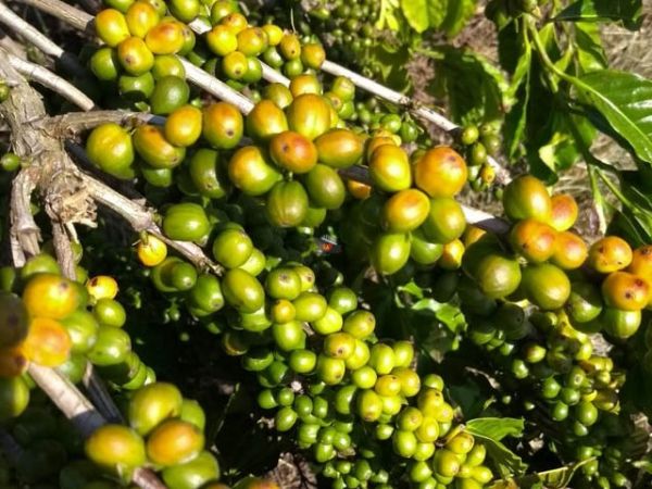 Private Full-Day Tour To Da Lat From Nha Trang